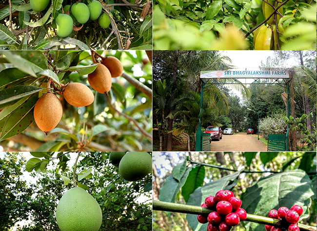 AgriTour, Agritourism, farms to visit in bangalore, farms for kids, farm holidays near bangalore, weekend farming, Big Banayan Tree Farm, Farms in Bangalore, Weekend Farm visit in Bangalore, school field trip